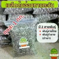 ราคา เมล็ดต้นอ่อนทานตะวัน 2 แบบ เมล็ดลายไทย และ เมล็ดดำนำเข้า ต้นอ่อน ต้นอ่อนทานตะวัน เมล็ดทานตะวันงอก สาร โพลิเมอร์ ปลูก ต้นไม้ จิ๊บ เม็ด ยืด พืช ปรับปรุง ดิน (1732881660008433306)
