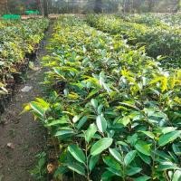 ราคา ต้นทุเรียนสายพันธุ์หลงลับแล 4 ต้น#ปลูกง่าย โตไว#ทุเรียน #ต้นไม้ (1731741693360310564)