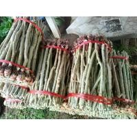 ราคา ต้นไม้ กิ่งชะอม พันธุ์นิยมปลูก ชุด 50 กิ่ง 369 บาทส่งฟรี (1732854242392639135)