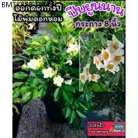 ราคา ต้นปีบยูนนาน ดอกหอมตลอดทั้งวันมั้งคืน ทรงพุ่ม ดอกสีขาว ดอกสีอมชมพู มงคล ดิน ปุ๋ย กระถาง ผัก ต้นไม้ ต้นกล้า เมล็ดพันธ์ุ (1734257980931868615)