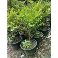 ราคา กระถาง ต้นไม้สวยๆ ต้นล่ำซำ ไม้มงคลฟอร์มสวย สูง 90 -110ซม. เสริมความเจริญรุ่งเรือง สวยเหมือนไม้ ขุดล้อม ราคาถูกสุดๆ พร้อมส่ง ต้นไม้ (1733733109339293568)