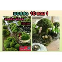ราคา มอสสด มอสดิน .ต้นไม้ สวนขวด Terrarium สวนถาด น้ำตก ต้นไม้ 1บาท ดิน กระถาง มอสแห้ง ไม้น้ำ ต้นไม้ปลอม หิน ตู้ปลา หญ้าน้ำ ที่จัดส่งฟรี กทม (1734381545119516294)