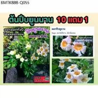 ราคา ต้นปีบยูนนาน .ดอกหอมตลอดทั้งวันมั้งคืน ดอกสีขาว ดอกสีอมชมพู ทรงพุ่ม มงคล ดิน ปุ๋ย กระถาง ผัก ต้นไม้ ต้นกล้า เมล็ดพันธ์ุ (1734257992609858887)