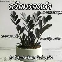 ราคา ฟรีปุ๋ยกวักมรกตดำ ฟอร์มสวย พร้อมกระถางเดิมดำ 6นิ้ว รับประกันการจัดส่งทุกออเดอร์ ต้นไม้มงคล กวักมรกต ต้นไม้ (1734335391748098004)
