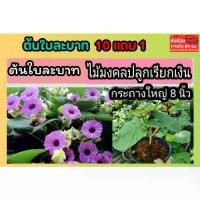 ราคา ต้นใบระบาด ต้นใบละบาท ต้นไม้สมุนไพร ปลอดสาร ปลูกง่าย ต้นไม้มงคล (1733929364244891227)