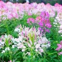 ราคา [COD] 200เมล็ด/ซอง Cleome Spinosa Seeds ต้นไม้ ดอกไม้ ต้นไม้ฟอกอากาศ ต้นไม้มงคลสวยๆ เมล็ดดอกไม้ ไม้ ดอกตลอดปี Flower Seeds for Planting Plant Seeds ผักเสี้ยนฝรั่งคละสี เสี้ยนฝรั่ (1733215553585185801)
