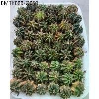 ราคา ยิมโนคาไลเซียม เขียวล้วนคละหน้า 50-55 ต้น gymnocalycium แคคตัส ต้นไม้ สวน ไม้จิ๋ว ไม้จัดสวน (1734257481385018700)