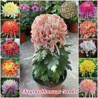 ราคา ปลูกง่าย เมล็ดสด100% เมล็ดพันธุ์ ดอกเบญจมาศ บอนสี บรรจุ 200 เมล็ด คละสี เมล็ดดอกไม้ เมล็ดบอนสี บอนไซ ต้นไม้ พันธุ์ดอกไม้ (1734174880861291661)