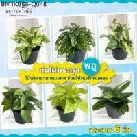 ราคา รวมต้นไม้ตระกลูพลูด่าง กระถาง 6 นิ้ว ต้นไม้ฟอกอากาศ ต้นไม้มงคล ต้นไม้ (1734432266733520839)