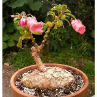 ราคา โขดเพ็งคล้าย phenkaii 《 ลุ้นสีดอก 》 ไม้โขดไทยหายาก ขายดีในต่างแดนเลี้ยงง่ายพร้อมคู่มือ ดอก กล้วยไม้ ลวด กํา มะ หยี่ ต้น แก้วเจ้าจอม 10 ใบ เชอรี่ เข็ม orchid (1733093870529905936)