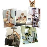 ราคา [ส่งฟรี] คอนโดแมว คอนโดแมว3ชั้น คอนโดแมว ที่ลับเล็บแมว ที่นอนแมว ของเล่นแมว คอนโดแมว คอนโดแมวไม้ แข็งแรง ทนทาน (1733209568293585980)