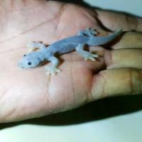 ราคา ของเล่นแมว ล่อจิ้งจกปลอม สมจริง (1732281330776245754)