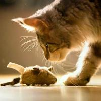 ราคา สกู๊ตเตอร์ไฟฟ้า ของเล่นแมว ดีไซน์รก เสียงเมาส์ลูกแมว ทำเสียงแมวโดยอัตโนมัติ ของเล่นทาสแมว (1732497932957091655)