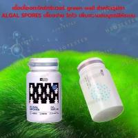 ราคา เชื้อเลี้ยงตะไคร่กรีนวอร์ green wall หัวเชื้อตะไคร่ Goldfish Green algae Carpet ปลาทอง ตู้ปลา ปลาน้ำจืด อาหารปลา สวยงาม (1733887244152374876)