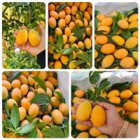 ราคา มะยงชิดไซร้กลาง(18-19)ลุก/โล ทูลเกล้า สดใหม่กรอบอร่อย ขนมปัง (1734456620793890173)