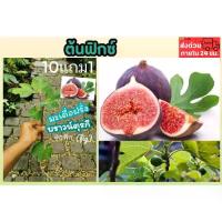 ราคา ต้นมะเดื่อพันธุ์บราวตุรกี (Brown Turkey) ต้นฟิกซ์ ปลูกง่าย ลูกมะเดื่อ หวาน หอม อร่อยมาก (1733571194361054811)