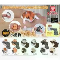 ราคา ☞(ตัวลับพร้อมส่ง) กาชาปองแฮมเตอร์ เม่นแคระ ชูการ์ไกรเดอร์ Gashapon Bandai Ikimono Encyclopedia Hamster Hedgehog Sugar V.2☛ (1734113749945386567)