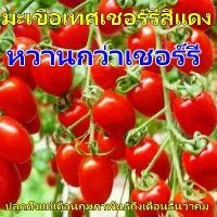 ราคา สวยงามดั่งพระจันทร์ เมล็ดมะเขือเทศเชอร์รี่แดง มะเขือเทศเชอร์รี่ เมล็ดมะเขือเทศ เยลลี่ มะเขือเทศเชอร์รี่แดงกระถาง เมล็ดผัก มะเขือเทศเชอร์รี่ / เมล็ดมะเขือเทศเชอร์รี่ 1 แพ็ค ประมาณ (1732951991759111197)