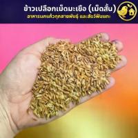 ราคา ข้าวเปลือกเม็ดมะเขือ ข้าวเปลือกเม็ดสั้น อาหารนกแก้ว หนูแฮมสเตอร์ ไก่ชน ไก่แจ้ (แบ่งขาย 500G / 1KG) (1733478159273330483)