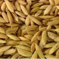 ราคา (แบ่งขาย)ข้าวเปลือกเม็ดมะเขือ ข้าวเปลือกเม็ดสั้น อาหารนกแก้ว ทุกสายพันธุ์ หนูแฮมสเตอร์ ไก่ชน ไก่พื้นบ้าน (1734057425857512598)