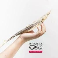 ราคา คลังสินค้า ขนมสุนัข ขนมแมว ปลาฉลามขัดฟัน ปลาแท้ ฉลามอบแห้ง ขาแกะอบแห้ง ขนมขัดฟันสัตว์เลี้ยง (1733751019278402834)