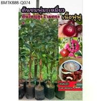 ราคา ต้นชมพู่มะเหมี่ยว สูง1เมตร++ ต้นใหญ่ ผลไม้ไทยโบราณหายาก ผัก สลัด วิตามิน ต้นกล้า เพาะเมล็ดกิ่งตอน ดิน ปุ๋ย กระถาง เมล็ด (1734258075667891736)