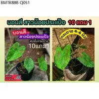 ราคา บอนสี​ .สาวน้อยประแป้ง กระถาง​ 4-6 นิ้ว​ ไม้มงคล ต้นไม้ฟอกอากาศ​ ไม้ใบ​ ไม้ประดับ​ ​ไม้ด่าง แต่งสวน​ แต่งบ้าน​ ดิน​ปุ๋ย​ (1734335475849594841)