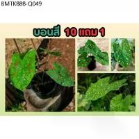 ราคา บอนสี​ สาวน้อยประแป้ง กระถาง​ 4-6นิ้ว​ ไม้มงคล​ ไม้ประดับ ต้นไม้ฟอกอากาศ​ ไม้ใบ​ ​ไม้ด่าง แต่งสวน​ แต่งบ้าน​ ดิน​ปุ๋ย​ (1734335385934333903)