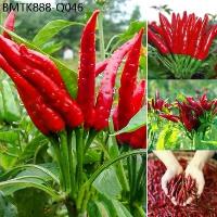 ราคา เมล็ดพันธุ์พริก (Hot pepper seeds) ซุปเปอร์ฮอท พริกมันบางช้าง สุดยอดพริกพันธุ์ดีของไทย 200 เมล็ด Red Chili Plants Seeds (1734244477990373319)