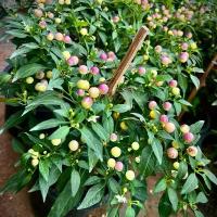 ราคา Ornamental Pepper / Chili Pepper / Chili Fancy ต้น พริกแฟนซี พริกตุ้มแฟนซี พริกตุ้มจิ๋ว พริกกระดุม พริกประดับสีสันสวยงาม (1732682945752827315)