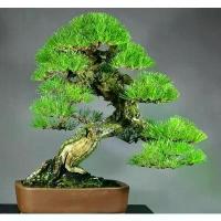 ราคา สนจูนิเปอร์บอนไซ Japanese Black Pine Bonsai ไม้แคระประดับ (30เมล็ด) เมล็ดสนจูนิเปอร์ ต้นไม้มงคล ต้นไม้ประดับ ต้นไม้ ต้นไม้ฟอกอากาศ (1734631194417203011)