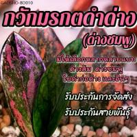 ราคา ขายดีกวักมรกตดำด่าง ด่างชมพู (ติดรากแล้วทุกต้น) แถมฟรีปุ๋ย รับประกันการจัดส่ง รับประกันสายพันธุ์ ต้นไม้ (1734652518844303221)