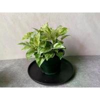 ราคา พลูหินอ่อน พุ่มใหญ่ ต้นไม้ฟอกอากาศ ต้นไม้ พลูด่าง พลูด่าง ต้นไม้ในร่ม พลู (1734533026951956166)