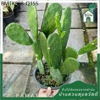 ราคา หูกระต่าย แคคตัส โอพันเทีย มาในกระถางใหญ่พร้อมตั้ง (1734432873363375526)