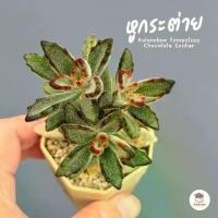 ราคา หูกระต่าย Kalanchoe Tomentosa Chocolate Soldier ไม้อวบน้ำ กุหลาบหิน cactus&succulent (1729787563831233324)