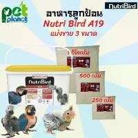 ราคา อาหารลูกป้อน Nutribird A19 อาหารลูกนก อาหารนก นมผงนก นมสำหรับนก สูตรโปรตีนและไขมันสูง แบ่งจำหน่าย 250 g - 1 Kg. (1734612275453331358)