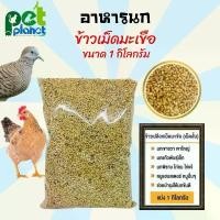 ราคา ☝[1Kg.] อาหารนก ข้าวเม็ดมะเขือ ข้าวเปลือก อาหารไก่ อาหารหนูแฮมเตอร์ อาหารนกเขา อาหารนกพิราบ ข้าวเปลือกไก่ เม็ดสั้น✤ (1734506331959166218)