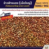 ราคา ✯ข้าวฟ่างแดง อาหารนก หนูแฮมสเตอร์ อาหารนกเขาใหญ่ เขาชวา นกแก้ว (แบ่งขาย 500G / 1KG)☝ (1734686178135344987)