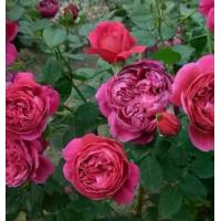 ราคา ดอกไม้ขนาดใหญ่กลิ่นหอมของดอกไม้ดวงจันทร์เมล็ด Eve ไวน์ Cellar ไวน์แดงหอมระเบียงสวนดอกไม้ชมดอกไม้พืชสีเขียวเมล็ดกุหลาบ (1733975570221663727)