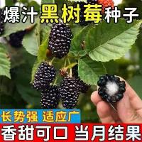 ราคา ต้นกล้าเมล็ดราสเบอร์รี่, กระถาง, ต้นกล้าผลไม้หนาม, ต้นกล้าบลูเบอร์รี่, ต้นกลมป่าลาน, ต้นกล้าพีช, ต้นกล้าผลไม้, ราสเบอร์รี่ (1732810378059482852)