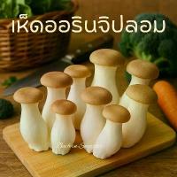 ราคา เห็ดออรินจิ เห็ดปลอม เห็ดหลินปิง ตกแต่งคาเฟ่ พร็อพถ่ายรูป ของแต่งบ้าน ร้านอาหาร สร้างคอนเทนต์ แบบจำลองทางการศึกษา (1732346110240851722)