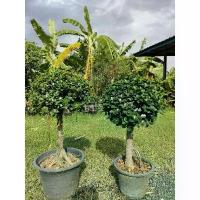 ราคา ต้นช้อนเงินช้อนทอง ฟอร์มใหญ่งานกระถาง 15 นิ้ว สูง 80-100cm ไม้มงคล ดีไซน์สวยเหมาะแก่การจัดสวนมากค่ะ ถูกๆจากสวน แครอทwisteria ต้นกล้าผักพร้อมปลูกทุกชนิด ใช้งานได้จริงและใช้งานได้ (1734064013921911899)