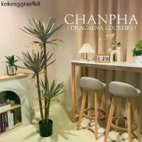 ราคา ✰ต้นจันผา ( Dracaena loureiri) ต้นจันทร์แดง ต้นไม้ปลอม ไม้มงคลสำหรับตกแต่งบ้าน (สินค้าพร้อมส่งจากไทย)❆ (1733985616695166217)