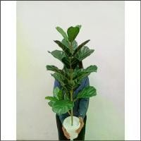 ราคา ต้นไม้ปลอม ต้นไทรใบสักปลอม สูง 95 ซม. กระถางสีขาว + หิน!!! (1733845623493003240)