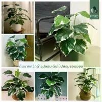 ราคา ต้นไม้ปลอม ต้นนางกวักด่างปลอม 18 ใบ สูง 70 CM พร้อมกระถางสีขาวหล่อปูน (1729446102627158618)