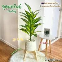 ราคา ต้นไม้ปลอมSizeใหญ่(26ใบ)พร้อมกระถาง(ฟรี!!หินโรย) ต้นอุดมทรัพย์สูง75-90ซม. ตั้งบริเวณบ้าน ข้างโซฟา ตั้งหน้าTV ต้นไม้มงคล ดอกไม้ ประดิษฐ์ คุณนาย ตื่นเช้า ผ้าป่า ลีลาวดี ปลูก ใ (1733751220373653220)
