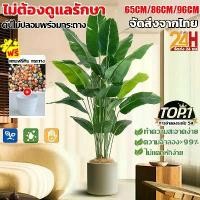 ราคา ต้นไม้ปลอม กล้วยพัด ความจำลอง 99.9% ต้นไม้แต่งบ้าน 65cm/86cm/96cm ต้นไม้ปลอมใหญ พร้อมส่งจากไทย (1732834573348341216)
