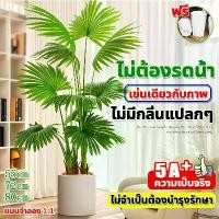 ราคา เช่นเดียวกับภาพต้นไผ่ปลอม ต้นไม้ปลอมใหญ่ ต้นไม้ปลอม ต้นไม้เทียม ไม่มีกลิ่นแปลกๆ แพงนิดหน่อยแต่ดีจริงๆ ซีโอดี (1734199190798370776)
