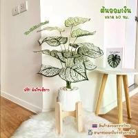 ราคา ต้นไม้ปลอม(ฟรี!!หินโรย) ต้นออมเงินขนาดสูง60-72ซม. ตั้งพื้นหัวเตียง ต้นไม้มงคล พร้อมกระถางและหินสีขาว (1734025191928923280)