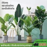 ราคา จัดส่งวันถัดไป ต้นไม้ปลอม ตกแต่งบ้าน แต่งสวน เต่าหลัง ซาโนะโคอิ ต้นไม้มงคลปลอม ต้นไม้ประดิษฐ์ ต้นไม้ตกแต่ง ต้นไม้ปลอมสวยๆ ต้นไม้ปลอมใหญ่ ต้นไม้เทียม ต้นไม้มงคลสวยๆ พืชประดิษฐ์ มอ (1732854163973178602)